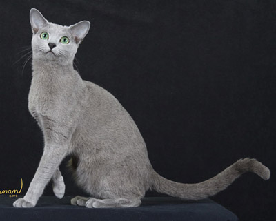 Platina Luna's Blade Runner